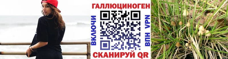 Купить  Мценск  Псилоцибиновые грибы Psilocybine cubensis 